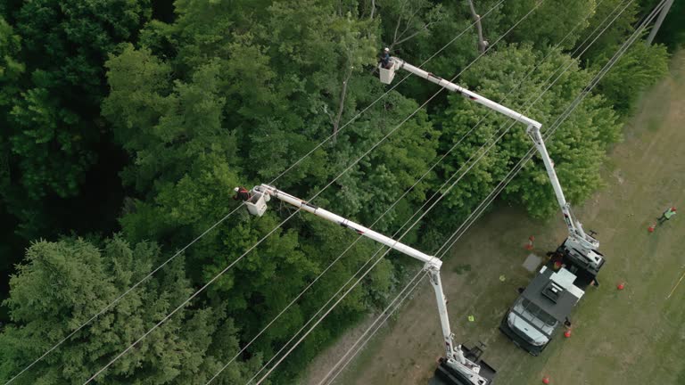 How Our Tree Care Process Works  in  Pleasanton, KS