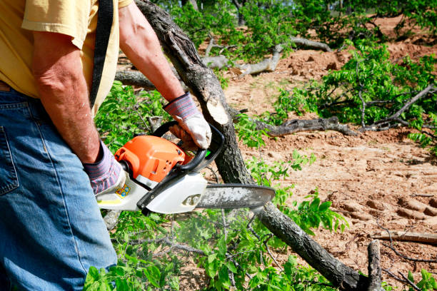 Leaf Removal in Pleasanton, KS